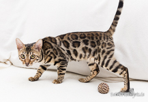 Bengal katze